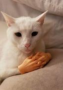 Image result for White Cat Hands Meme