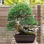 Image result for Bonsai Garden