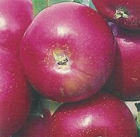 Image result for Apple Varieties with Red Flesh