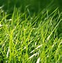 Image result for Moss On Lawn