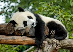 Image result for Wild Giant Panda