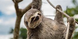 Image result for Sloth Limbs