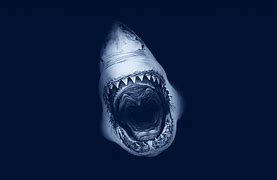 Image result for Shark Attack Background