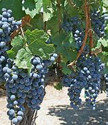 Image result for Concord Grape Vine Purple