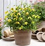 Image result for Clematis Little Lemons