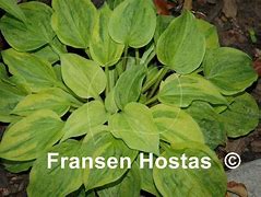 Hosta Silver Threads and Gold Needles に対する画像結果