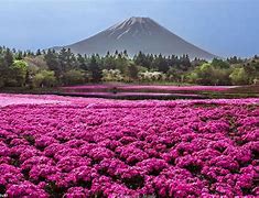 Image result for Hitachi Seaside Park