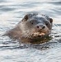 Image result for River vs Sea Otter