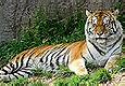 Image result for Ohio zoo tiger COVID