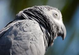 Image result for Gray Amazon Parrot