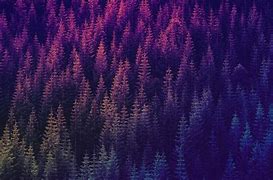 Image result for Forest Wallpaper 4K