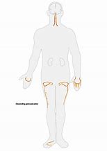 Image result for Kids Human Body Diagram Printable