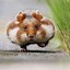 Image result for Cutest Pets in the World