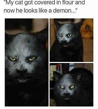 Image result for Internet Cat Memes