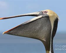 Image result for Brown Pelican Pouch