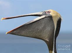 Image result for Pelican Pouch