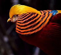 Image result for Most Beautiful Birds