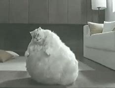 Image result for Fat Meme Animated Cat