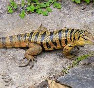 Image result for Golden Tegu Lizard