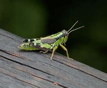 Image result for Cricket Home Animal