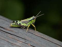 Image result for Cricket Animal in Hindi