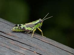 Image result for Instructional Cricket Animal