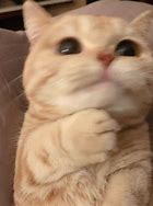 Image result for Bless and Grateful Cat