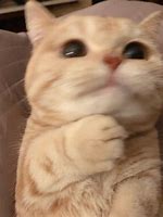 Image result for Bless and Grateful Cat