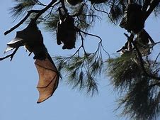 Image result for Nature Bat