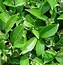 Image result for Tea Plant 100 Year Old
