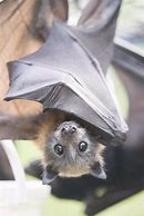 Image result for A Cute Bat