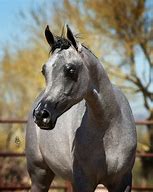 Image result for Arabian Horse Coloring Pages