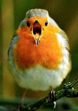 Image result for Robin Bird Humorous