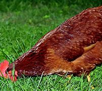 Image result for Rotten Chicken