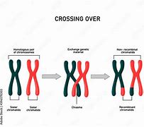 Image result for Meiotic Crossover