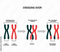 Image result for Crossing Over Between 2 Genes