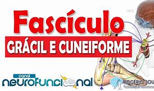 Image result for fasc�culo