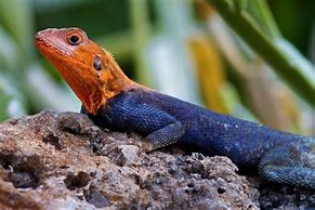 Image result for African Lizards