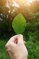 Image result for Leaves in Hand