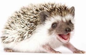 Image result for Hedgehog Baby Cute