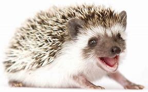 Image result for Hedgehog Babies