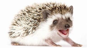 Image result for So Cute Baby Hedgehog