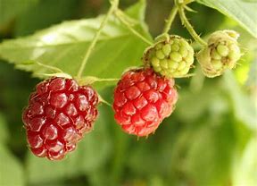 Image result for Rubus idaeus Ottawa