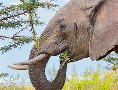 Image result for What Do African Elephants Eat