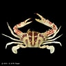 Image result for "charybdis Sagamiensis". Size: 96 x 96. Source: www.crustaceology.com