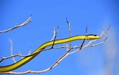 Tamaño de Resultado de imágenes de Dendrelaphis punctulatus.: 167 x 106. Fuente: snakeradar.com