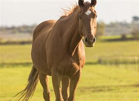 Image result for Thoroughbred Front View