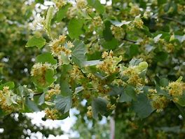 Image result for Tilia cordata