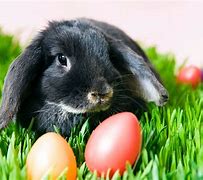 Image result for Easter Animal Pictures