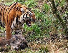 Image result for Siberian Tiger Killing